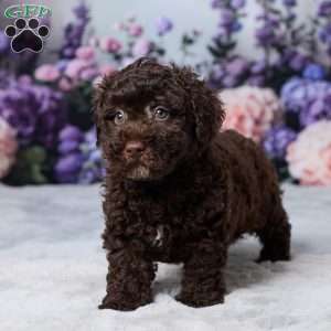 Oscar, Havapoo Puppy